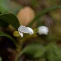 Cylindrolobus lindleyi (Thwaites) Ormerod & C.S.Kumar